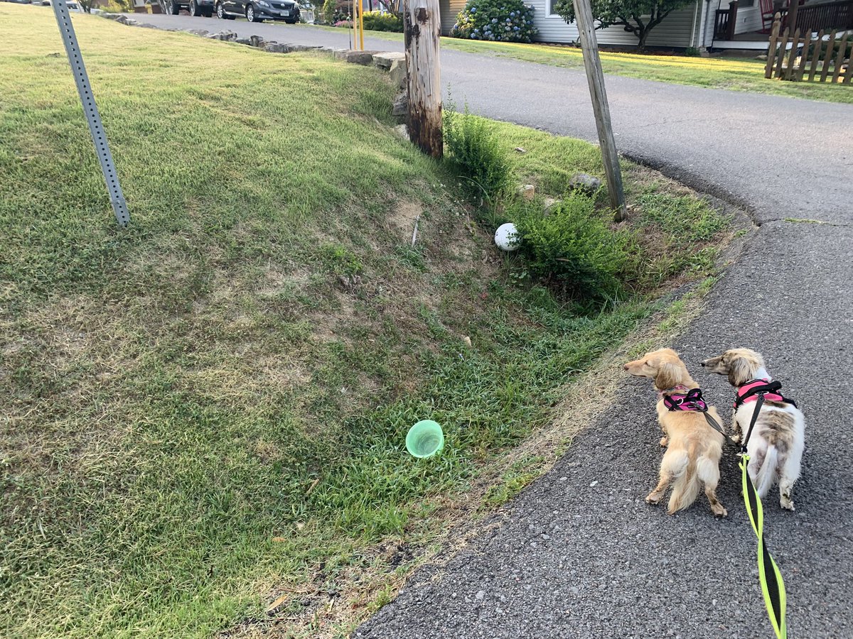 dani48086's tweet image. Morning walk with the dachshund sisters (Daphne and Layla) are the new normal with temperatures in the 90’s(F*). We saw deer, a turtle, and an interesting bird amongst other things this morning. Going to take the girls for a special visit in a little bit.