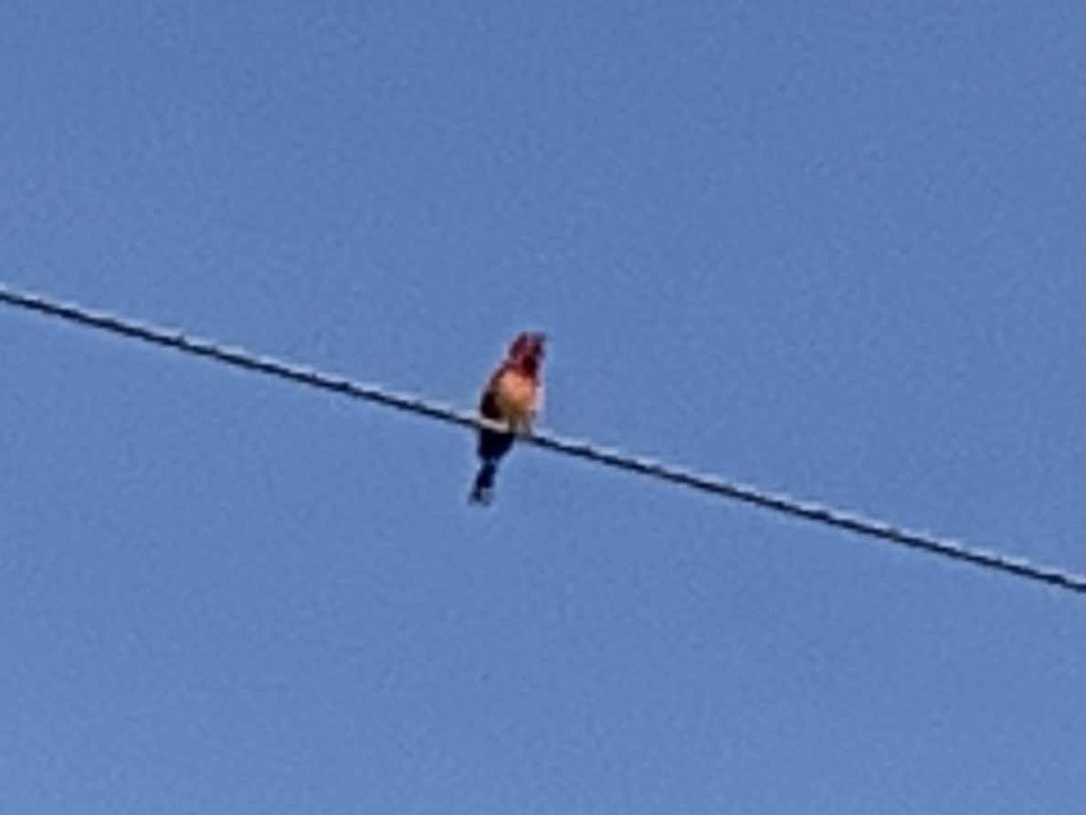 dani48086's tweet image. Morning walk with the dachshund sisters (Daphne and Layla) are the new normal with temperatures in the 90’s(F*). We saw deer, a turtle, and an interesting bird amongst other things this morning. Going to take the girls for a special visit in a little bit.