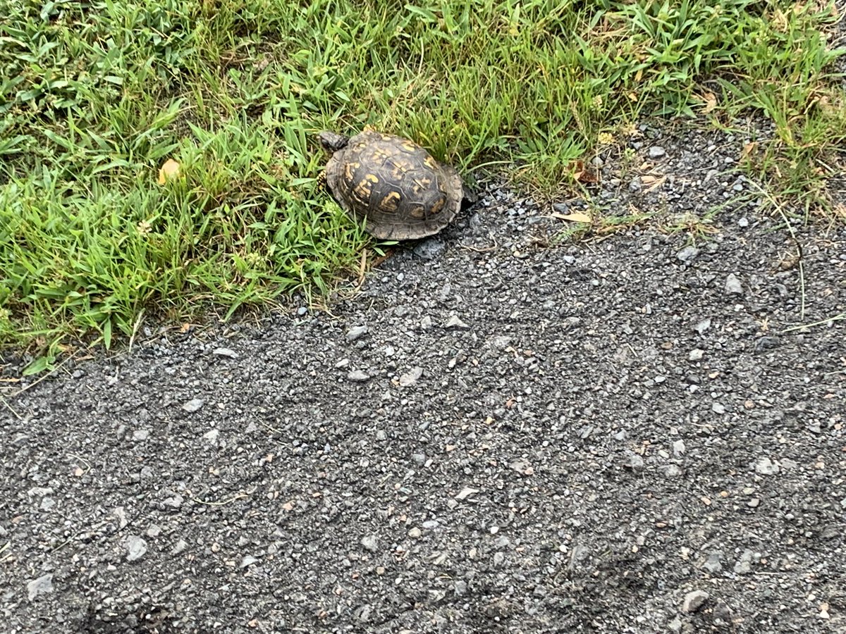 dani48086's tweet image. Morning walk with the dachshund sisters (Daphne and Layla) are the new normal with temperatures in the 90’s(F*). We saw deer, a turtle, and an interesting bird amongst other things this morning. Going to take the girls for a special visit in a little bit.