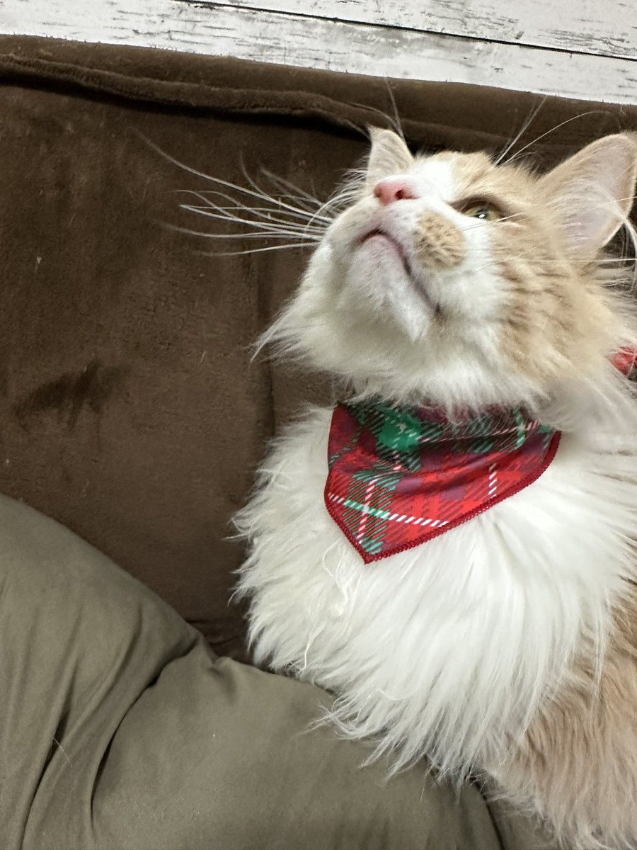 わたち達綺麗かにゃ？🐱
久しぶりにおめかししてみましたにゃん✨