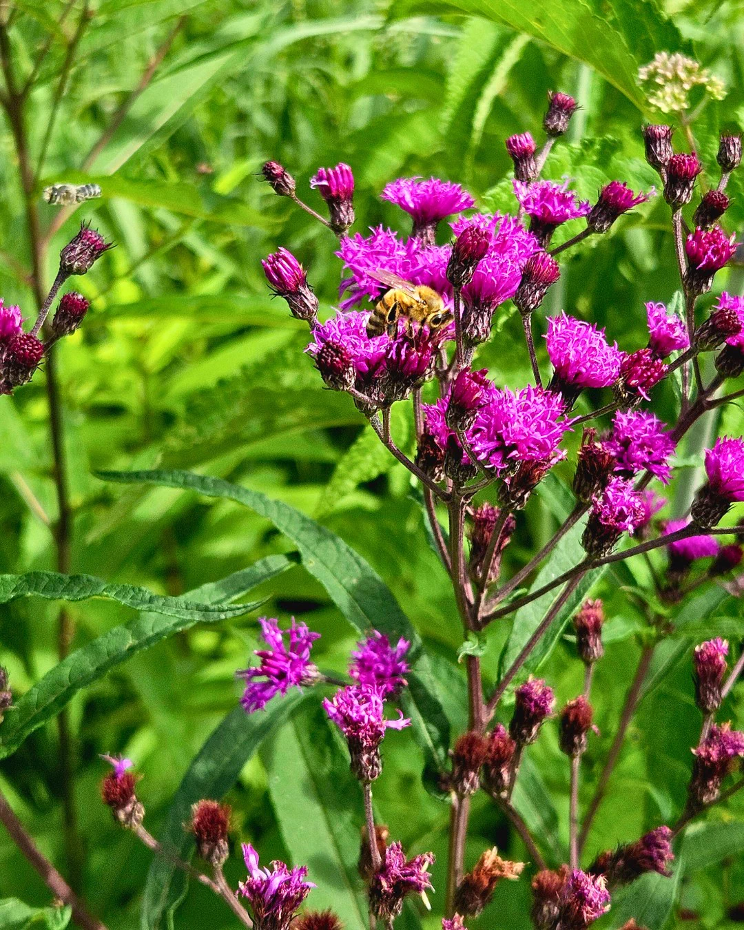A honeybee gathering nectar on vibrant purple flowers, surrounded by lush green foliage.