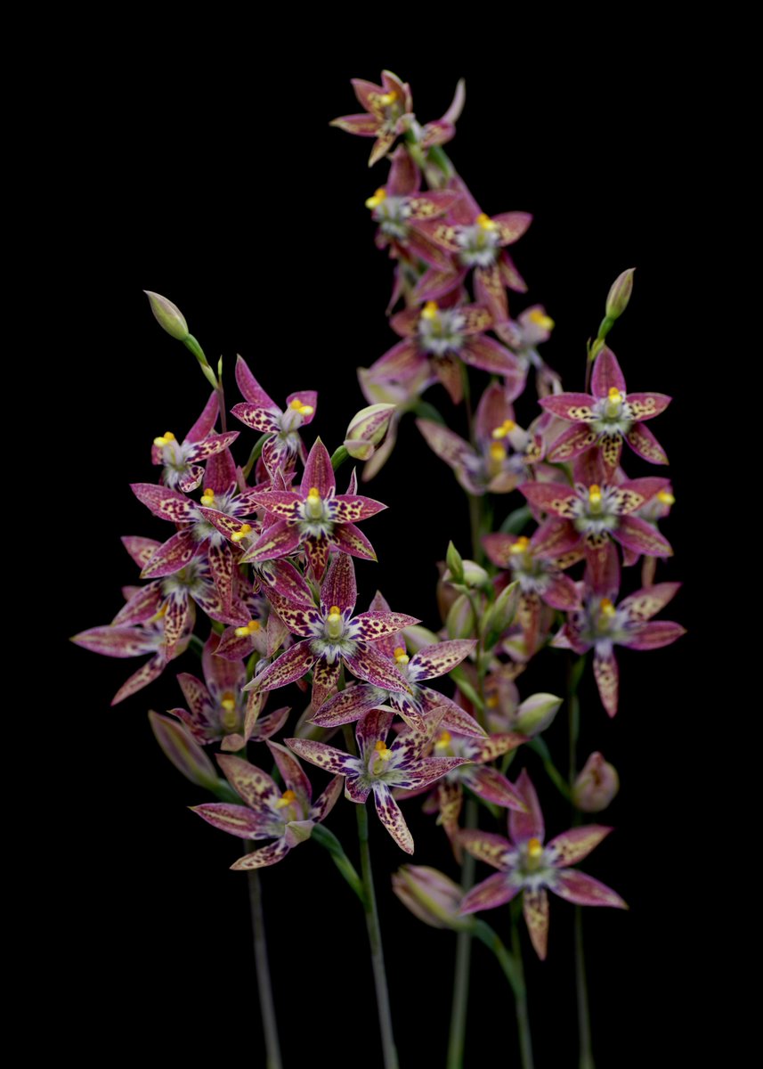 花蘭 ミッキー (@tKOyg6RSngayWGC) / X