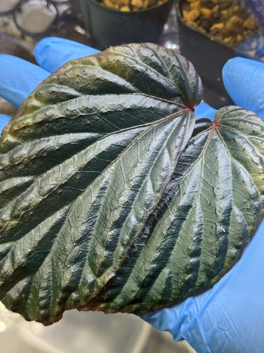 今年後半に向けて色々葉挿ししてます