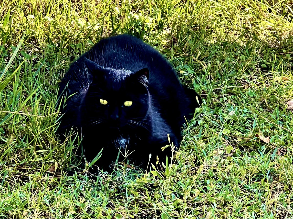 Consiglio di Artù Hendrix:

Amate ardentemente
il sole
ma innamoratevi
dell’ombra

🐈‍⬛💚😂