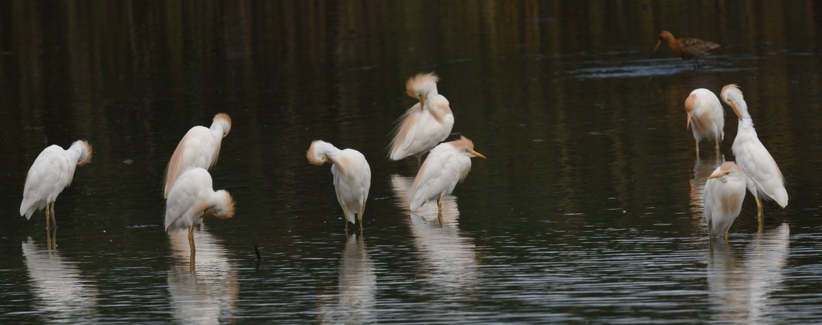 Cattle Egret looking fine at <a href="/RSPBotmoor/">RSPB Otmoor</a>