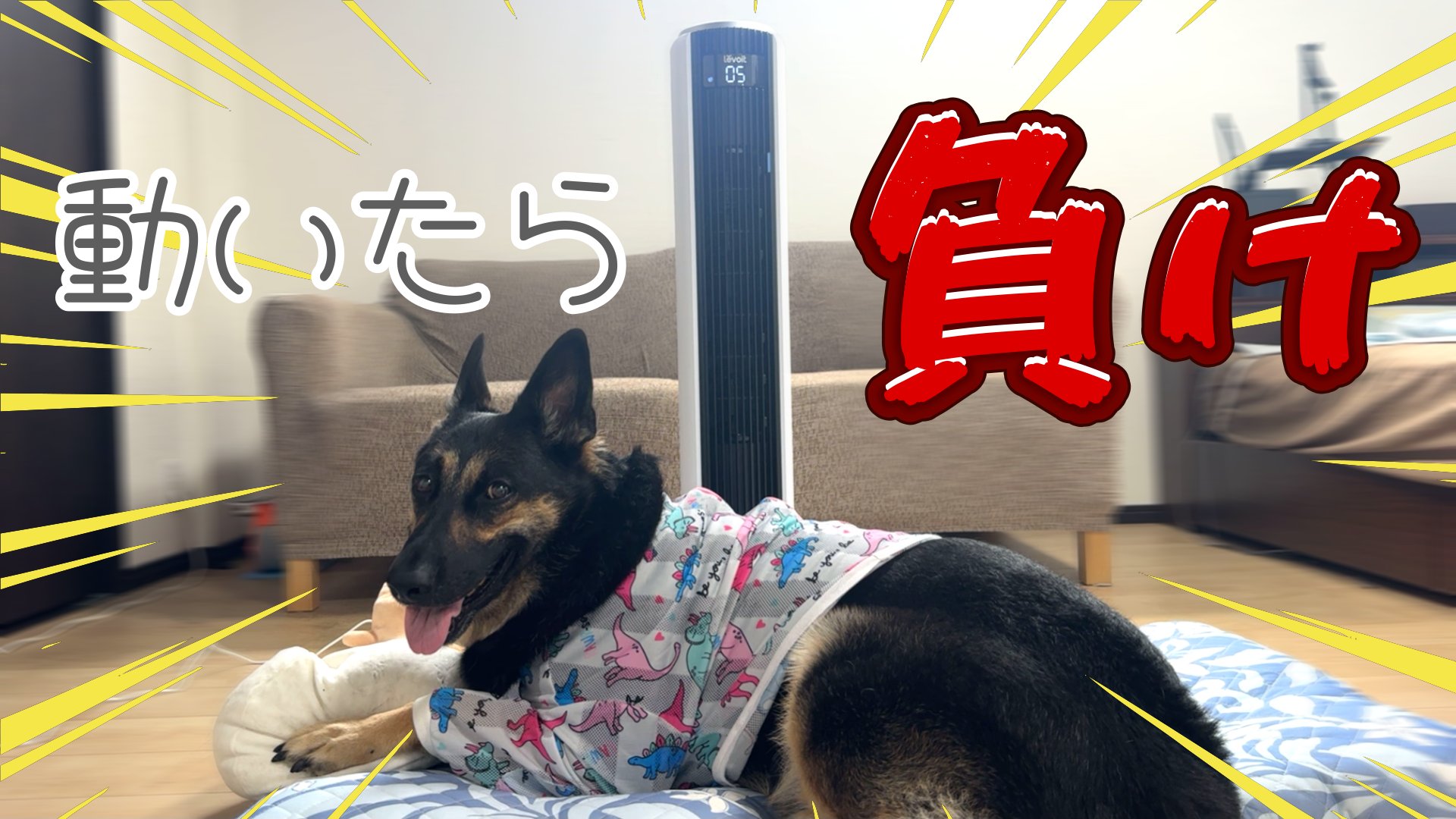人間と動物 人間と動物