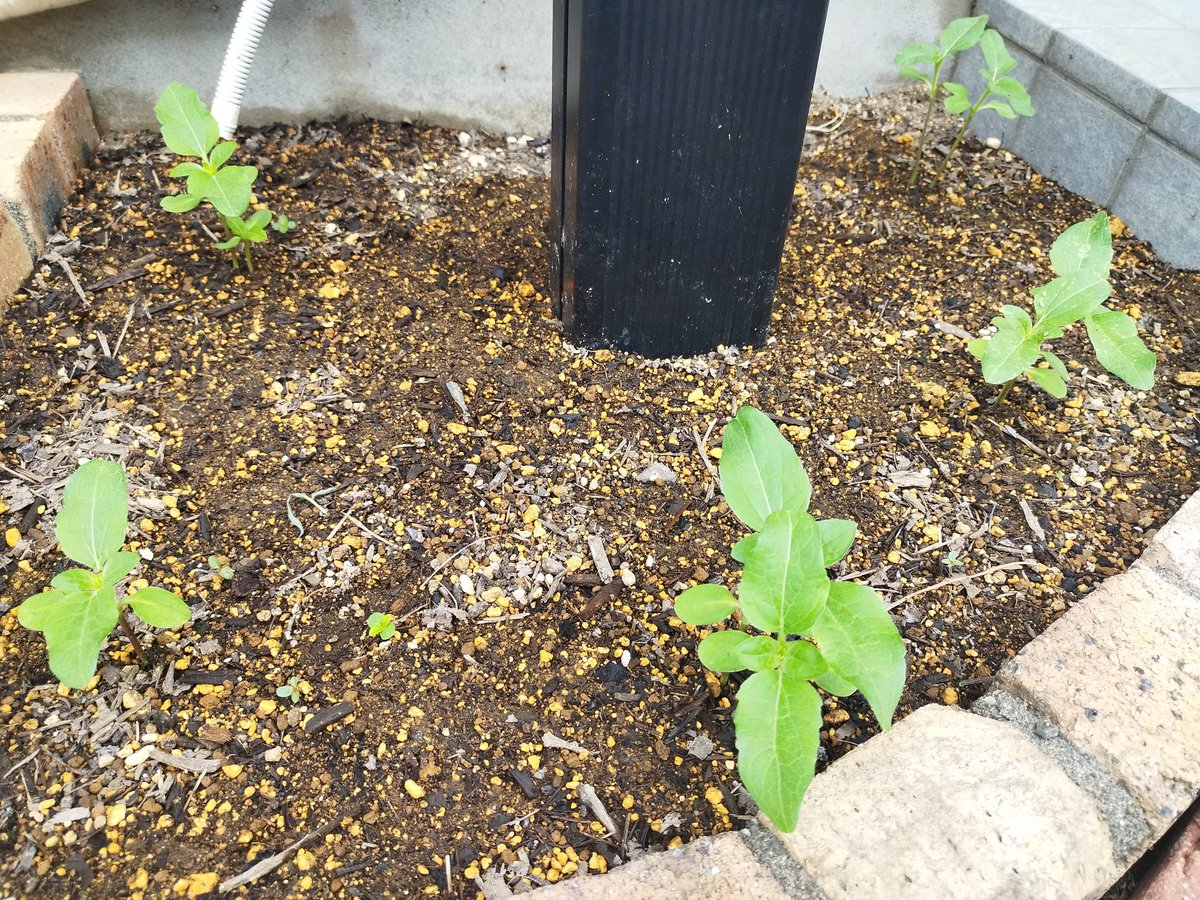 前回ポストから約１週間後のひまわり🌻
かなり順調！
ですが、葉っぱの上を這う虫たちがしょっちゅう現れるので気を付けないと、彼らに食われてしまうので、日々要注意ですね😊
#福島ひまわり里親プロジェクト