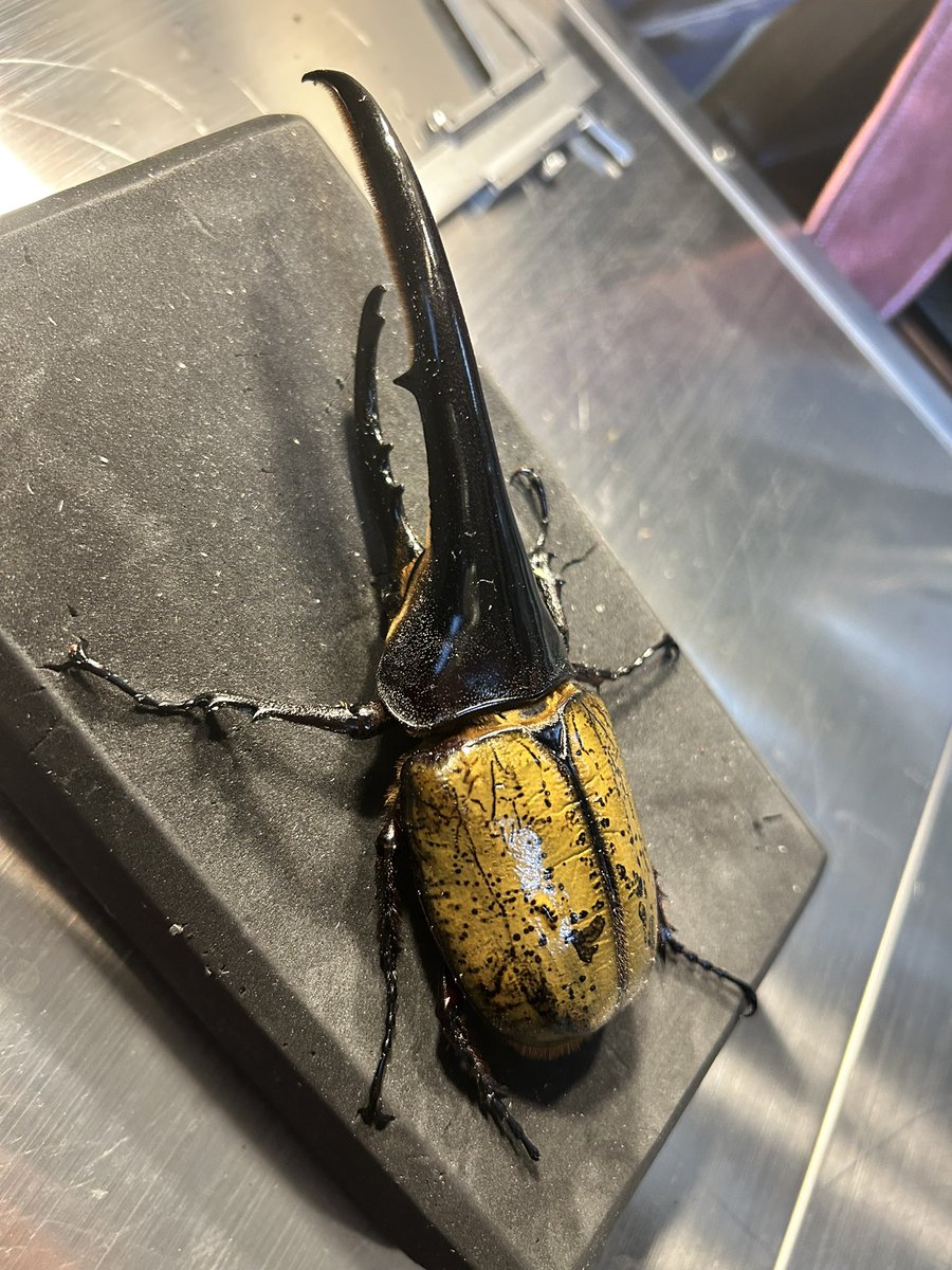 タニー】DHヘラクレスオオカブト ♂154ミリFF171.T117-Y170.T117×TH172