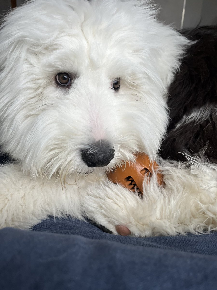 PetSafeFR's tweet photo. Petite douceur pour Pudding aujourd'hui ! 🍖
➡️ https://t.co/CLVAX5MB3B #PetSafe #PetSafeChien #JouetChien https://t.co/9TVovT6PUm