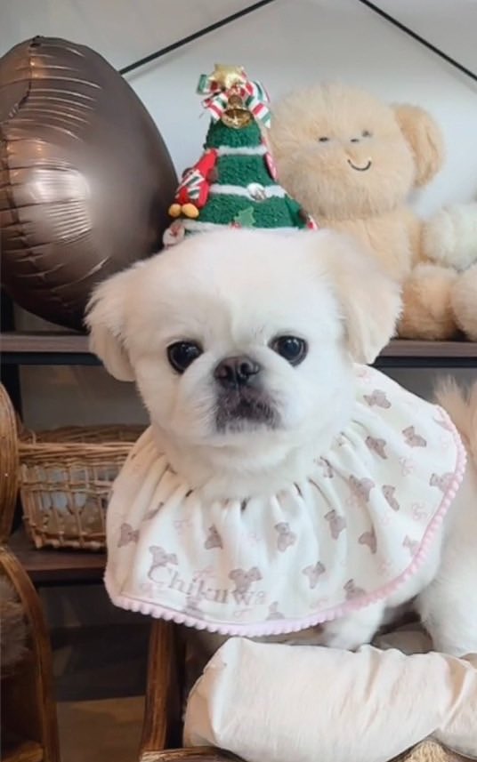 ちくわの雑貨屋さん♡ ꒡̈⃝Lily꒡̈⃝犬服ハンドメイド☆Xmas ちくわの雑貨屋さん♡ ꒡̈⃝Lily꒡̈⃝犬服ハンドメイド☆Xmas みぃ 様