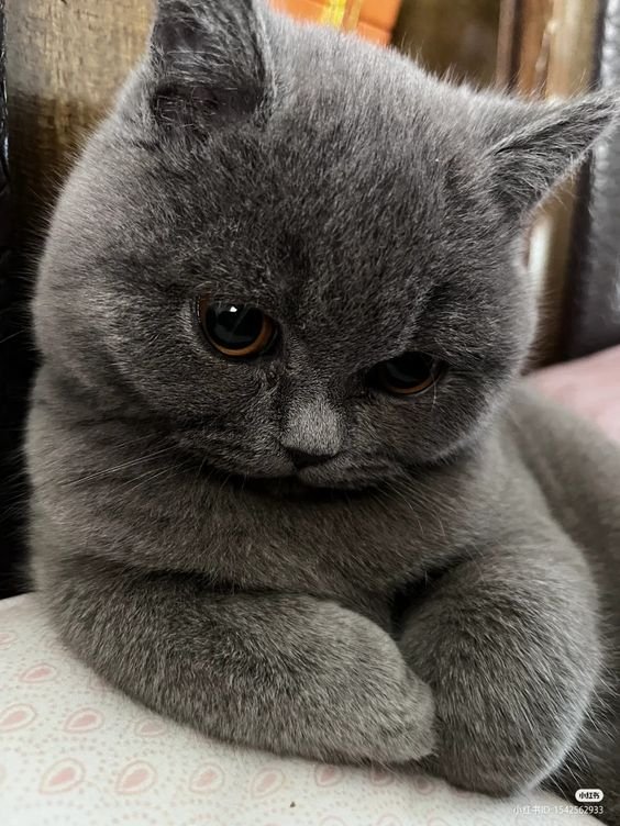 The Cats 𝕏 (@thecatsx) on Twitter photo 