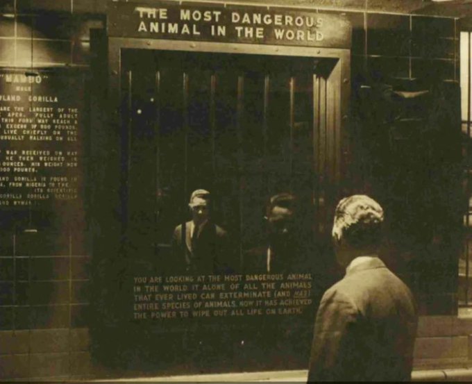 In 1963, the Bronx Zoo had an exhibit called "The Most Dangerous Animal in the World". 

It was a mirror.