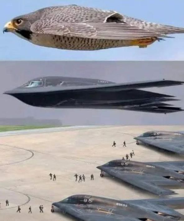 سبحان الله تعالى 
جعل من مخلوق صغير سراً قاد البشرية إلى تطور هائل 

—طائر الشاهين وتعني الميزان بمعنى التوازن لهذا الطائر بحيث لايجوع ولايشبع  
—يعيش حياته بسرية وبأعالي قمم الجبال الشاهقة يبني عشه 
وحتى الصياد الذي يصطاده يجب ان يكون نظيفاً ذو مظهر جميل ويفوح منه عطر جميل والا