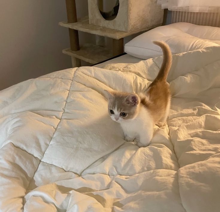 💛