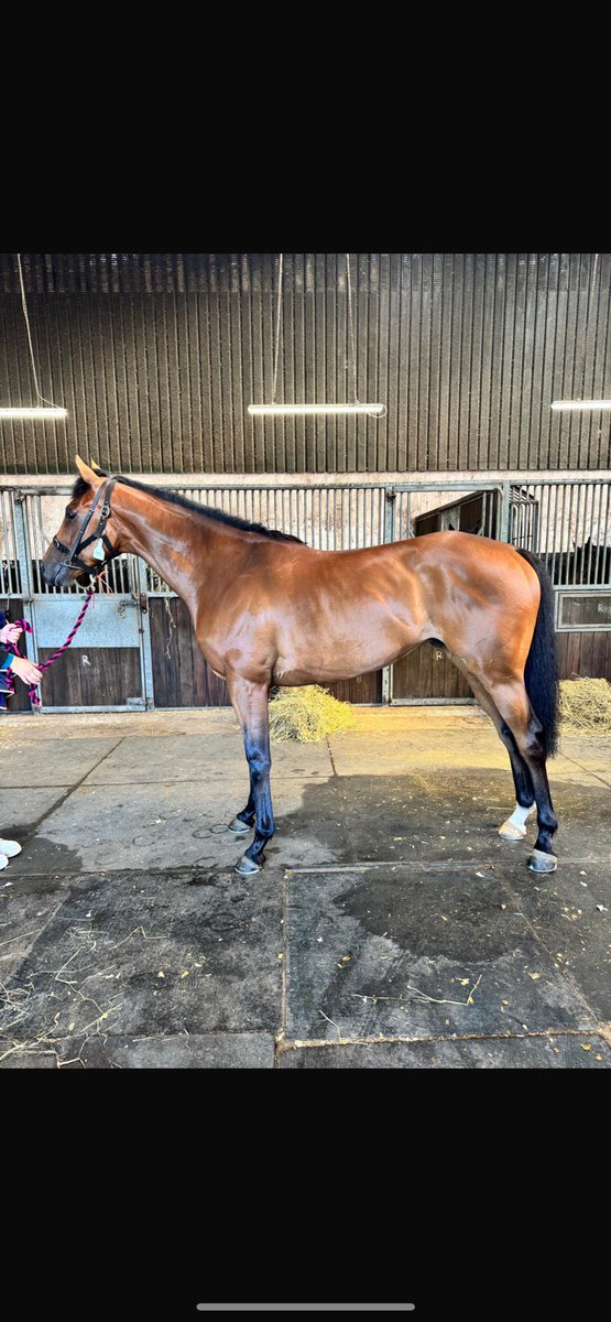 Ian Jones (@wgianjones) on Twitter photo 1 Runner today, Paddy The Squire goes for The Old Newton Cup at Haydock <a href="/jardineracing/">Iain Jardine Racing</a> <a href="/andrewkmulleng1/">Andrew mullen</a> rides ๐ค๐ 1 Runner today, Paddy The Squire goes for The Old Newton Cup at Haydock <a href="/jardineracing/">Iain Jardine Racing</a> <a href="/andrewkmulleng1/">Andrew mullen</a> rides ๐ค๐