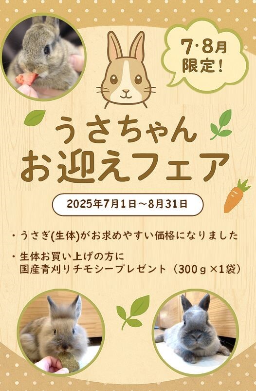 charm_koisikawa's tweet image. うさちゃんお迎えフェア 開催中～‼️
︶∨︶︶︶︶︶︶︶︶︶︶︶︶︶︶︶
🐰🥕

6羽のうさちゃんの 飼い主さんを大募集❣️

毎日スタッフがコミュニケーションを取っていて、
人慣れしているいいコたちです☺️

フェア期間中は、国産牧草のプレゼントもあります🌿
小石川店に、会いに来てね～🙌
