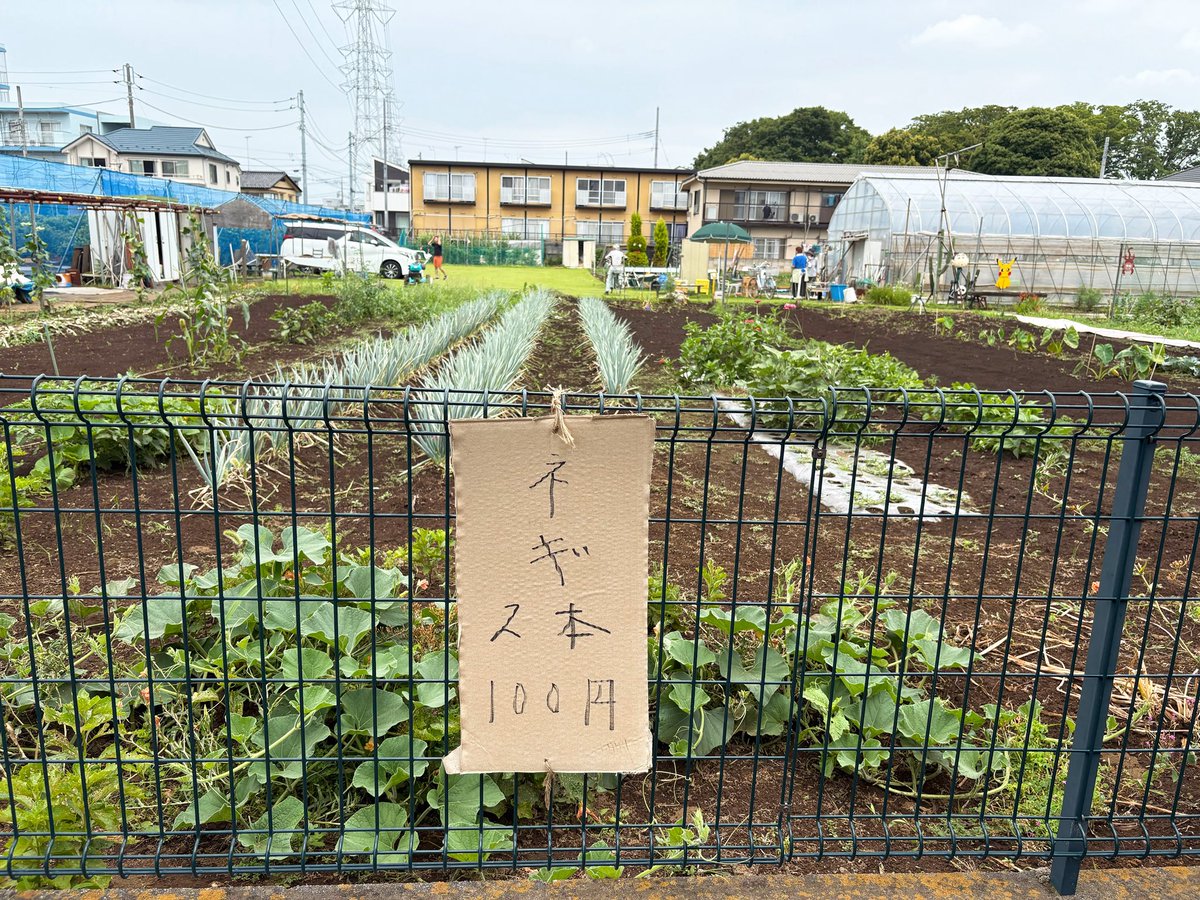 orie13a's tweet photo. 道歩いてたらネギ2本100円の看板があったので、「買いたいです」と伝えたら奥からおじいが出てきて、娘たちを畑へ連れて行って一緒に引っこ抜いてくれた。2本100円って書いてあったけど、実際は1株100円だった（写真ぜんぶで200円）。安すぎます… https://t.co/h4iWVRuNxt