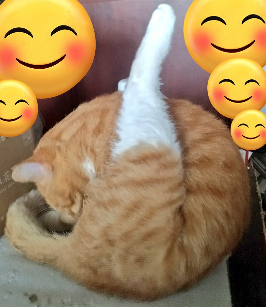 旋转大肘子