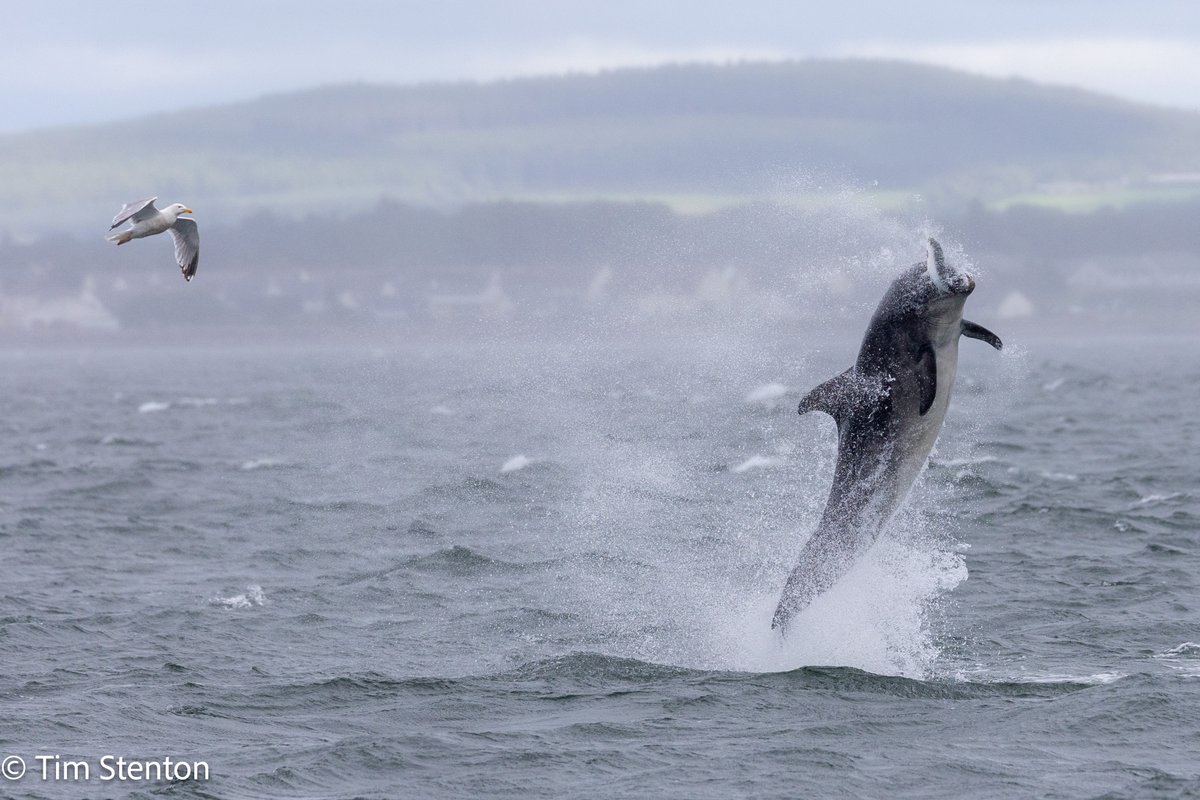 DolphinViewHillockhead Tim Stenton tweet media