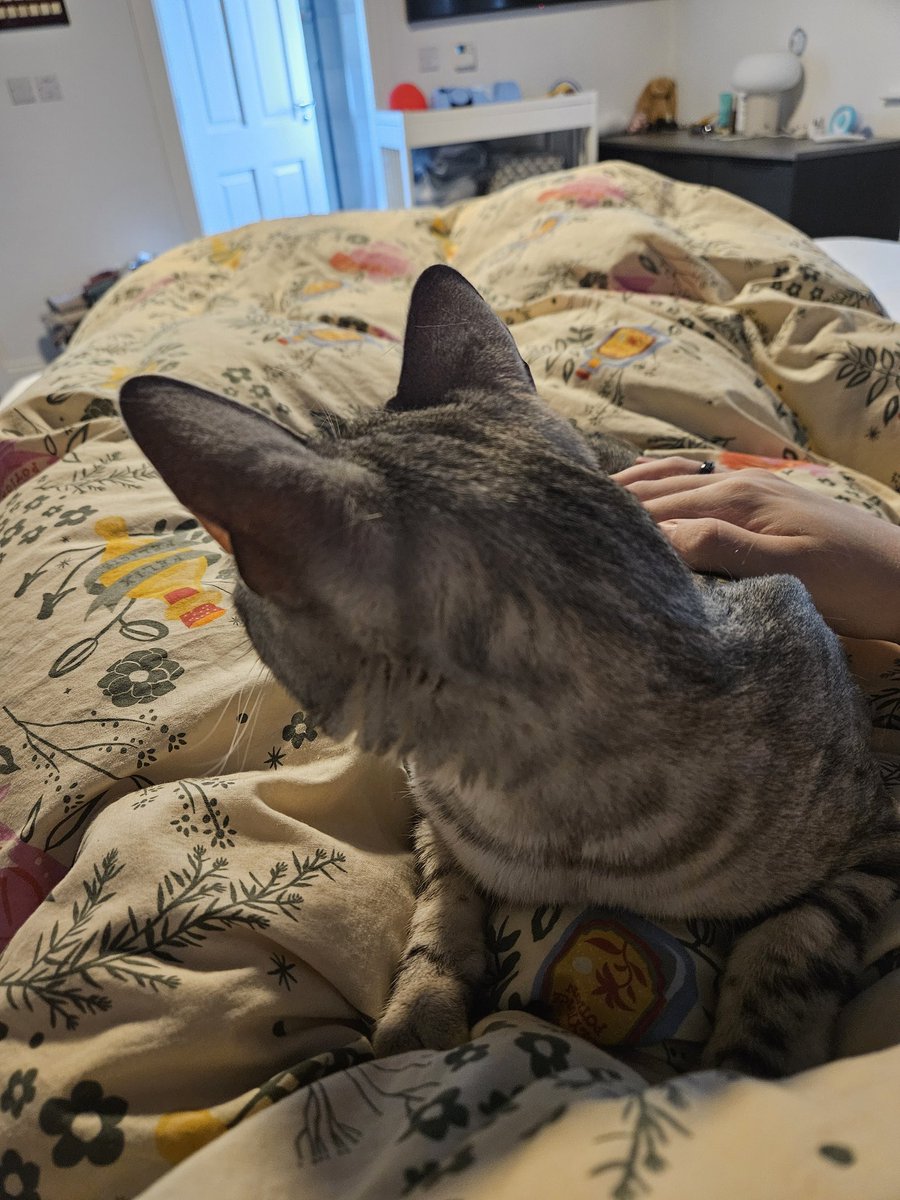 Lil cutie relaxing on me 🥰 love my cats