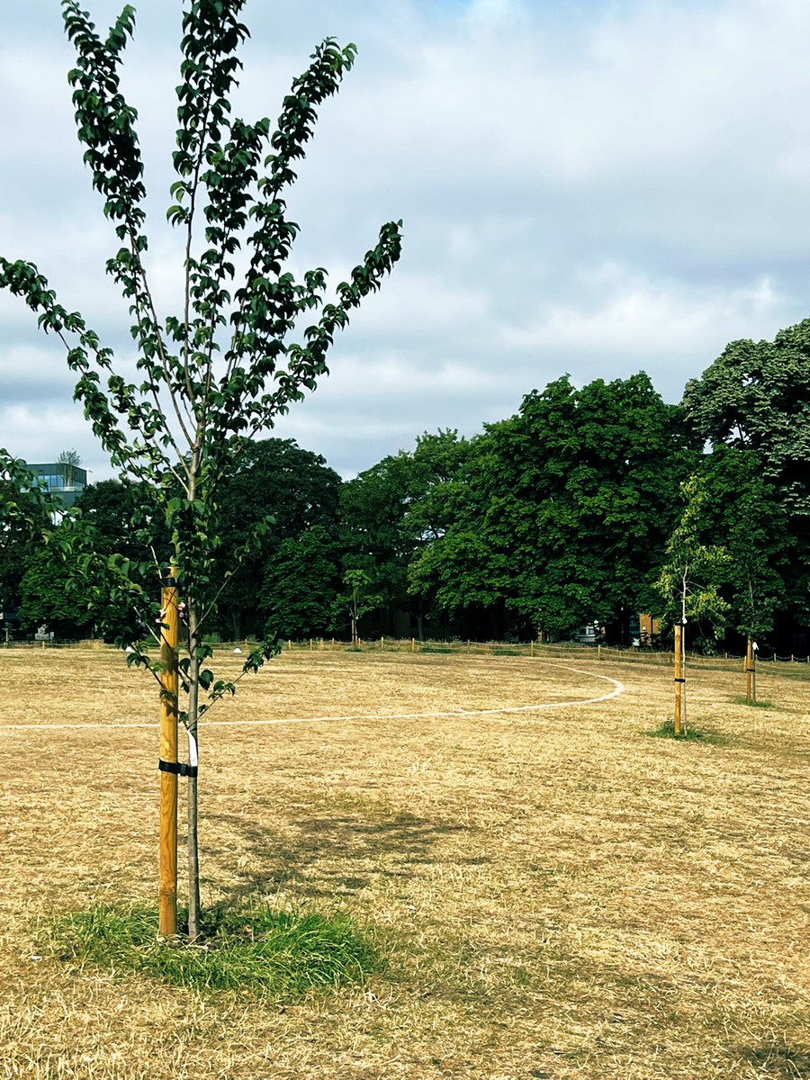 TiCLme's tweet image. The evidence the #BefriendATree #treewatering scheme @WandsworthPark @WandsworthTrees @TiCLme @ArbAssociation @LTOA33 @EnableParks is WORKING is literally all around 

💦 🌳 

x.com/wandsworthpark…