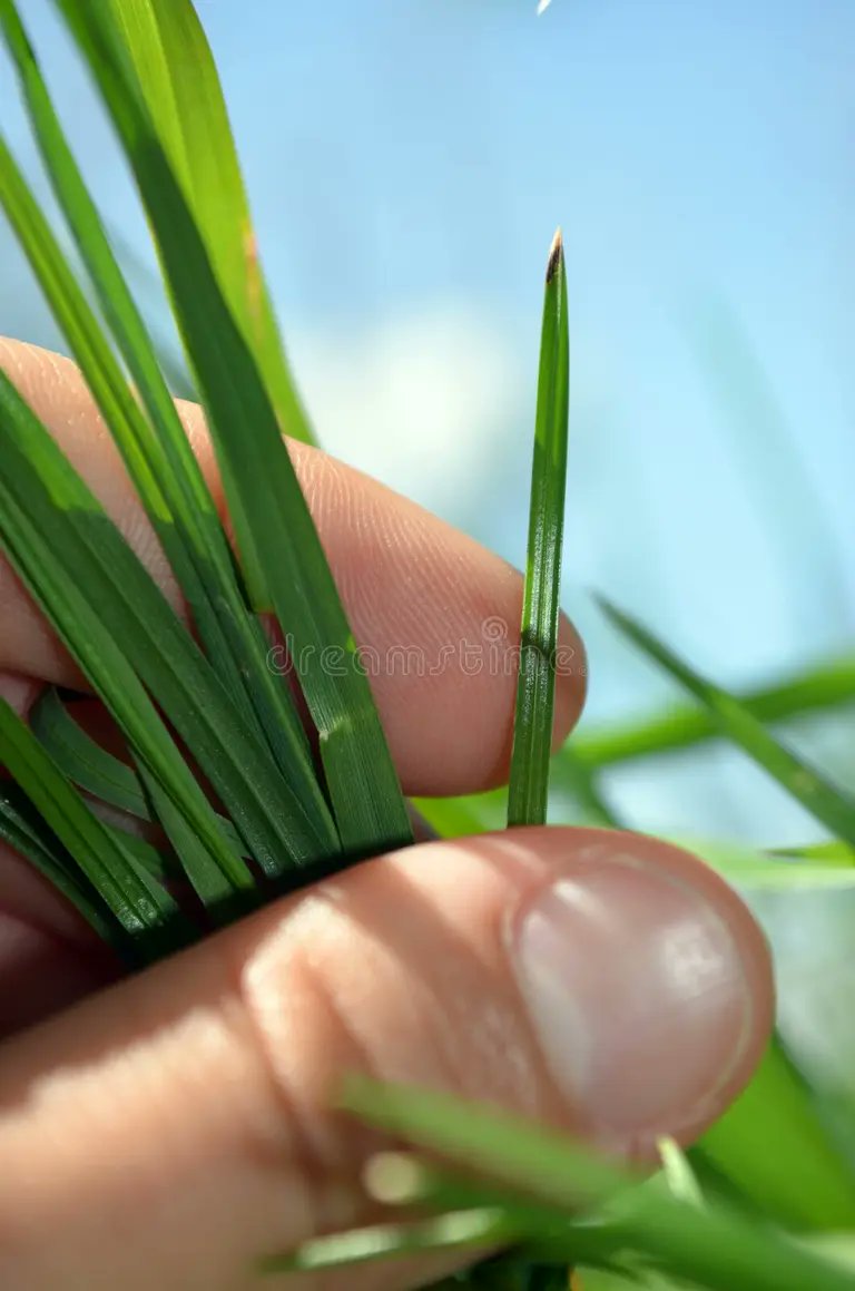 #OpenSeaTouchGrass <a href="/opensea/">OpenSea</a>