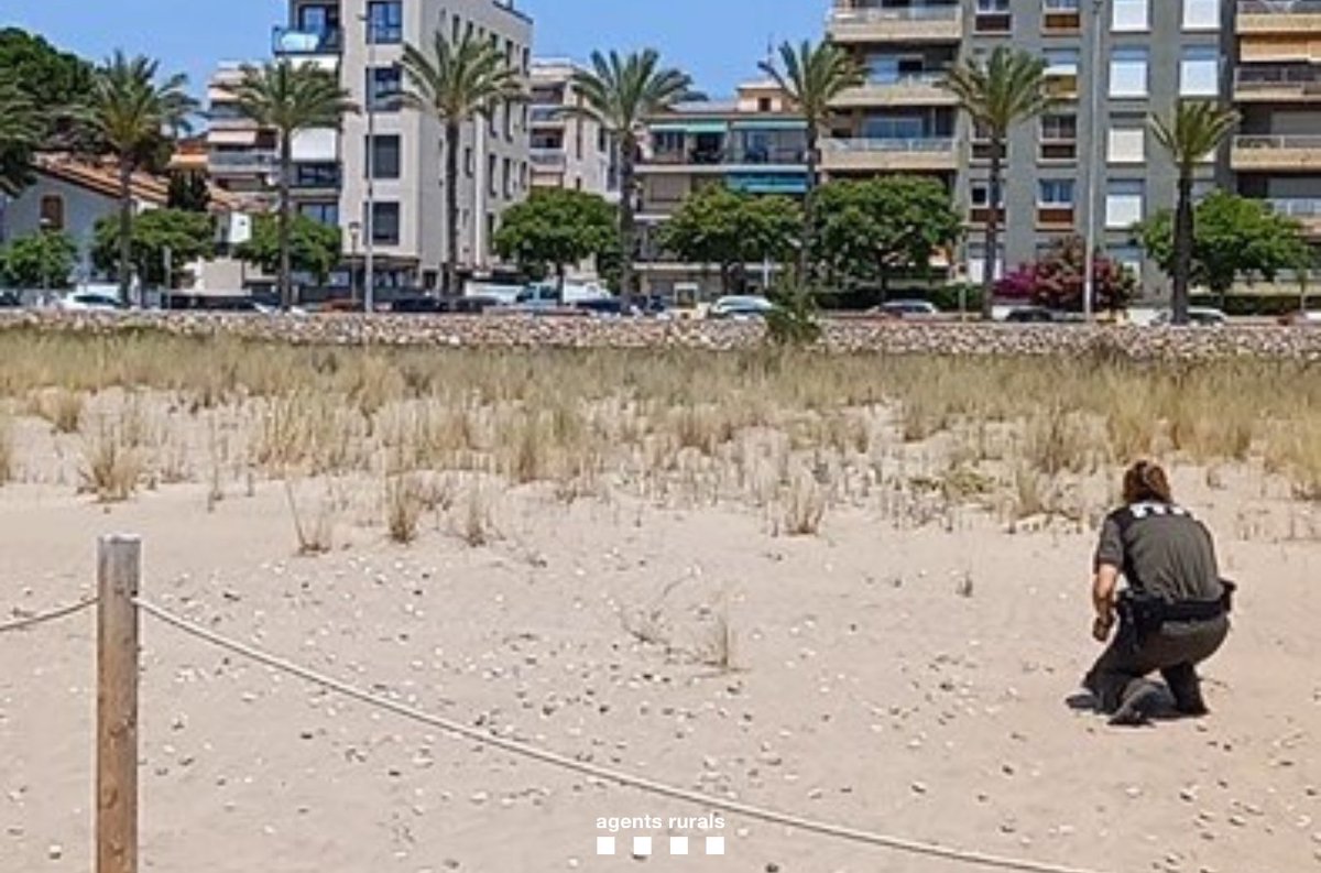 🐦 Retornem un pollet de corriol camanegre (Charadrius alexandrinus) al seu niu on, per sort, no va ser rebutjat. 

👤 Una persona el va agafar a la platja de #SegurdeCalafell perquè el creia perdut.  

🙌 Actuació junt amb <a href="/gepecedc/">GEPEC-EdC</a>, <a href="/GEVEN2punt0/">GEVEN</a> i voluntaris.