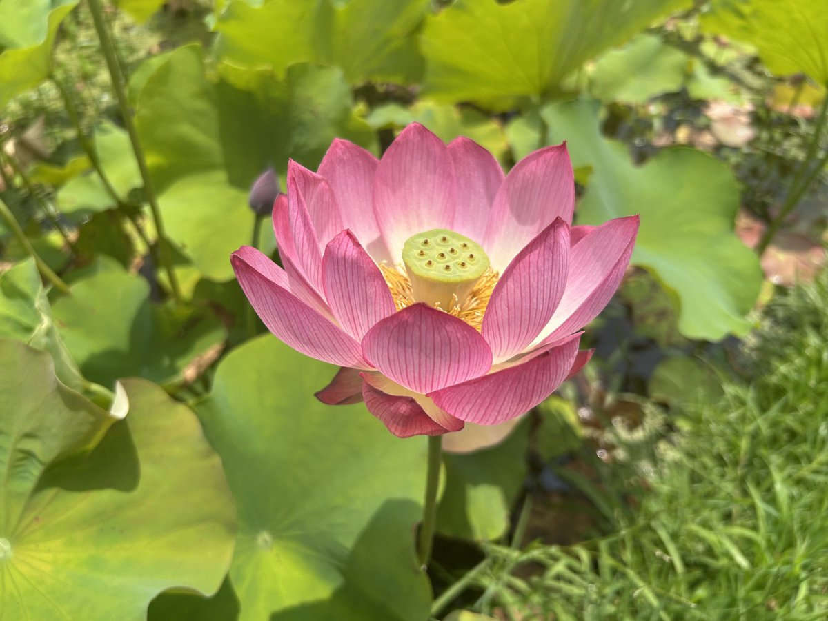 姫路に蓮の話見に来た。綺麗でした。