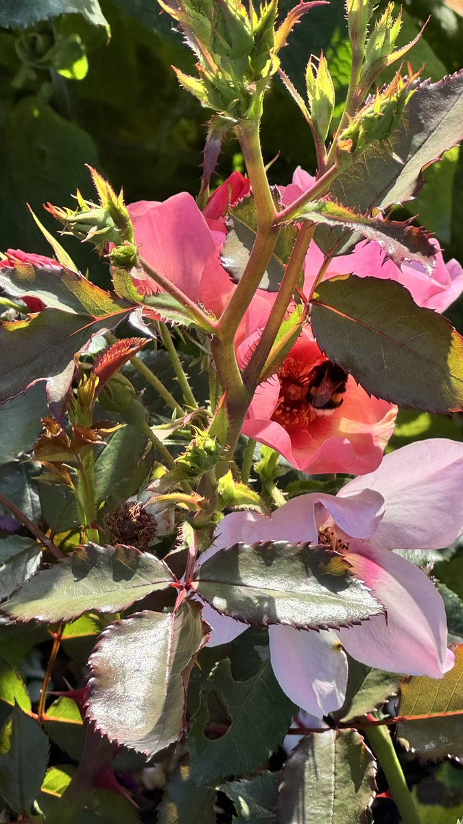 Gothenburg rose garden. 

A thing of beauty is a joy forever. 

Lovely to see a bee joyfully flitting from flower to flower !
