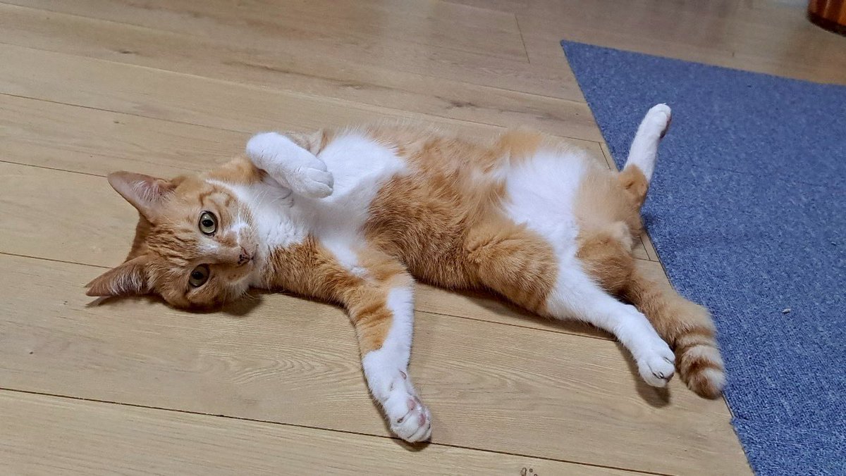 nekohige22's tweet image. 暑くてゴロゴロ〜✨