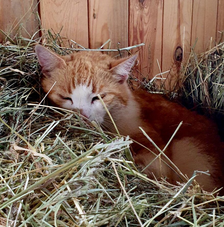 A very welcome #Caturday drizzle 🌧 
#ponyhour #ShetlansPony #Cats will be cats. 😽