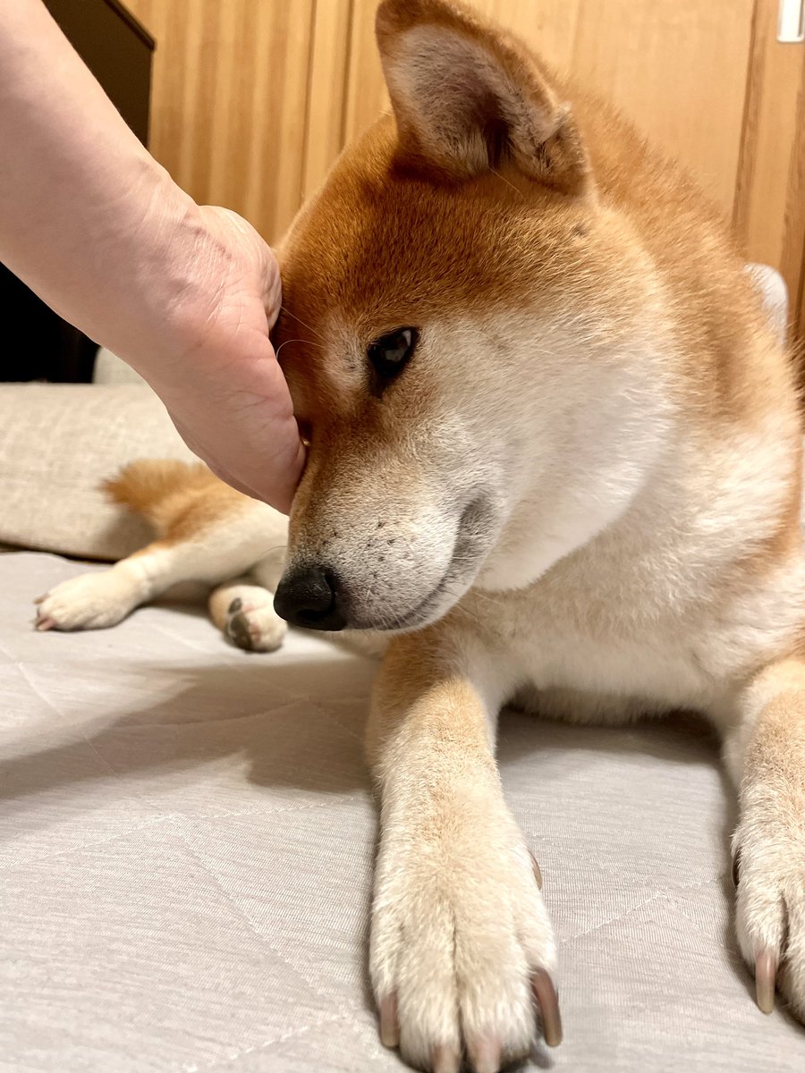 🍎しばこた🍎 (@shiba_kota_055) / Posts / X