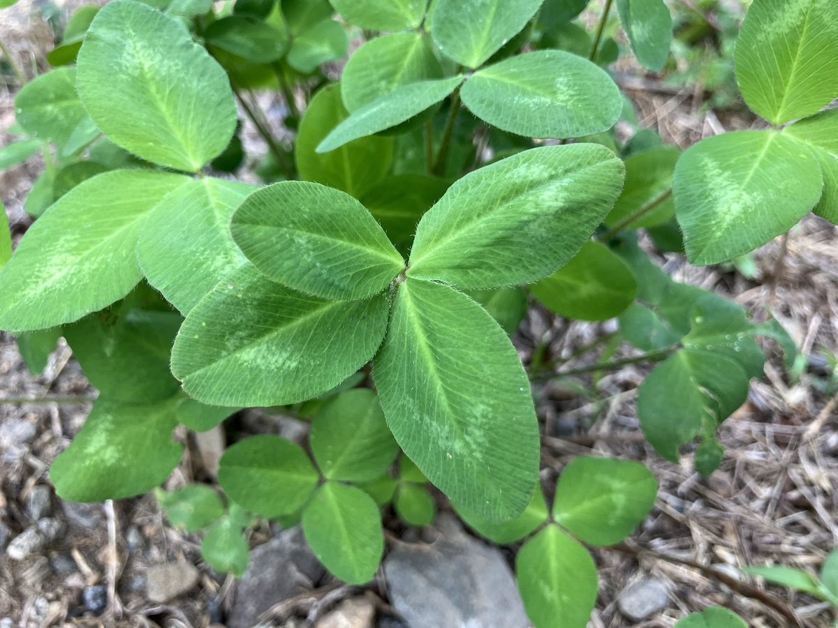 clearstreamls3's tweet photo. 今日の🍀 https://t.co/t0FCOnChQ2