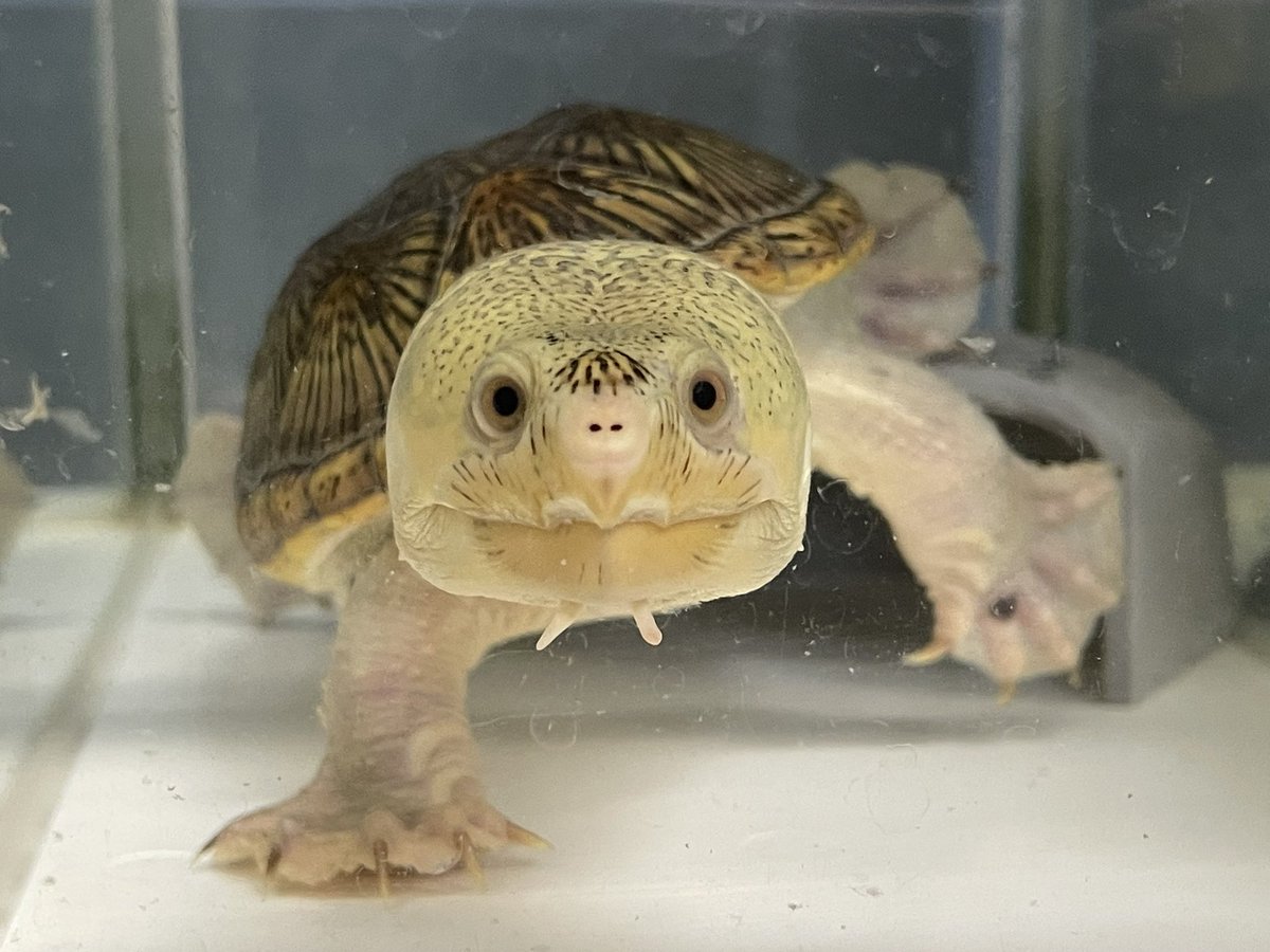 自家産ハラガケ♂。
ハラガケも秋に向けて準備始めないと