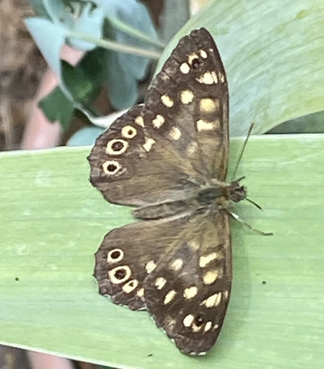 In the garden / Im Garten 2025/122

Pararge aegeria Speckled wood / Waldbrettspiel ♂