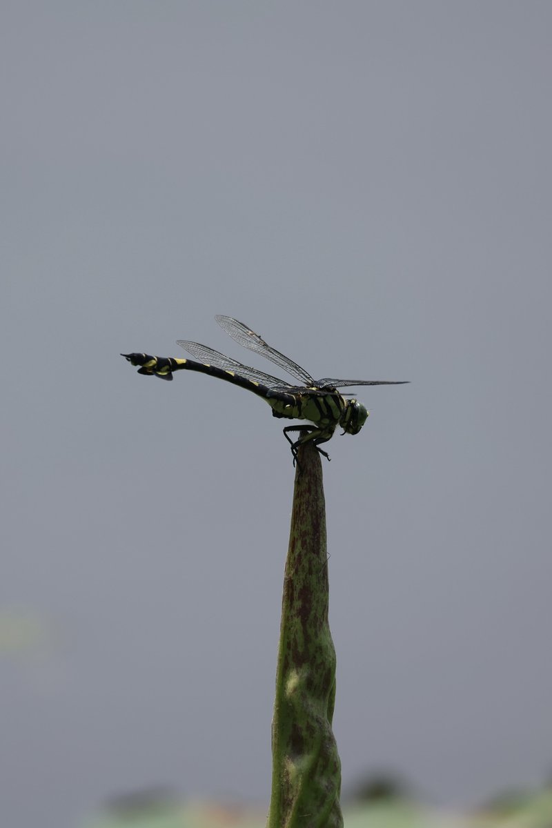 依頼されてるインスタの投稿をやってもらってるんだけど先日の投稿で、ん？オレ画像提供したっけ？って感じの投稿があって聴いてみたら自分で撮ったと…

…コンデジだよな？ってゆーかメチャクチャキレイに撮るなと🤔
ちょい焦ったと同時に自分も上手く撮れるようにならんきゃなと思った