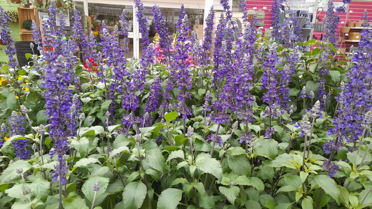 Delightful Dahlias, Remarkable Rudbeckias &amp; Stunning Salvia - we've still got pot loads of colour for the garden. Check out the plant area today!