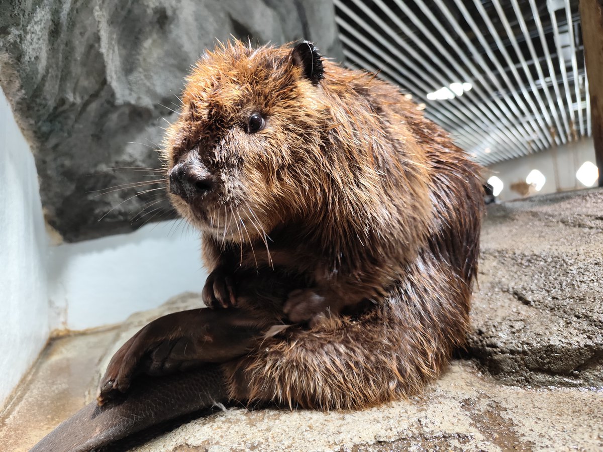 見返りビーバー

そんなアメリカビーバー夫婦の近況は
キュレーターブログからもご覧いただけますよ👀
nifrel.jp/detail/matome/…
＃ニフレル
＃アメリカビーバー 
＃アラジン ＃ジャスミン