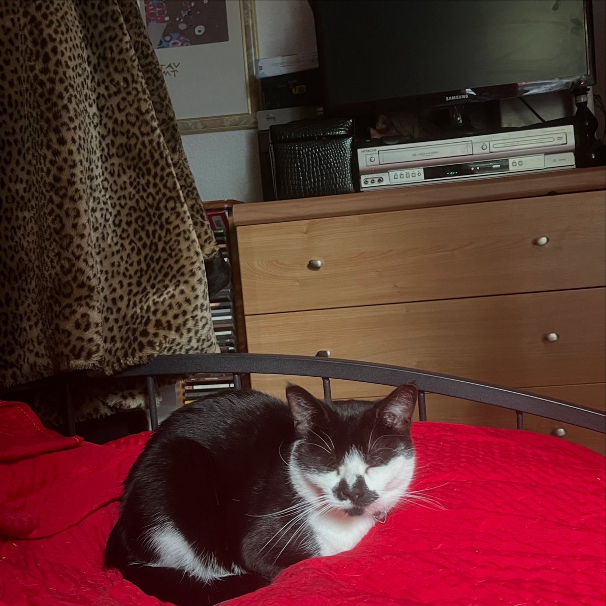 For #caturday, Jamie lurking at the bottom of my bed.
