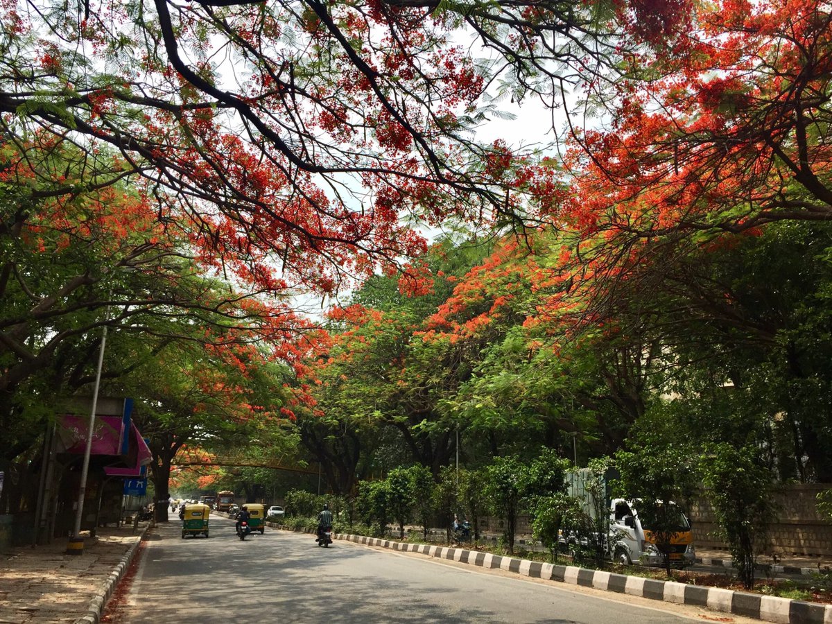 Bengaluru Boy tweet media