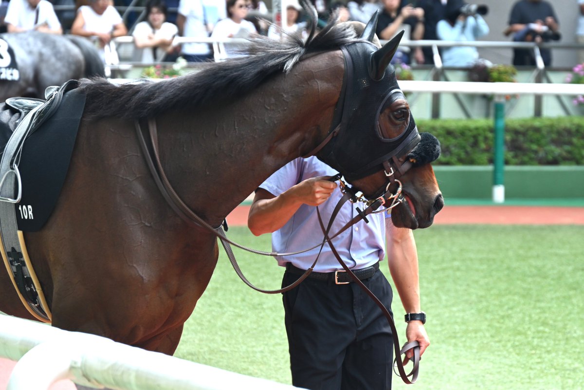 SILKHCofficial's tweet image. 【今日の1枚】@福島競馬場

古馬との初対戦となった1戦を制した #プロミストジーン

オープンで2戦連続2着と、実力を証明しながらも悔しい思いをしてきましたが、今日は見事に前を捉え切ってくれました✨

皆様おめでとうございました👏

#silkhc 
#福島競馬場