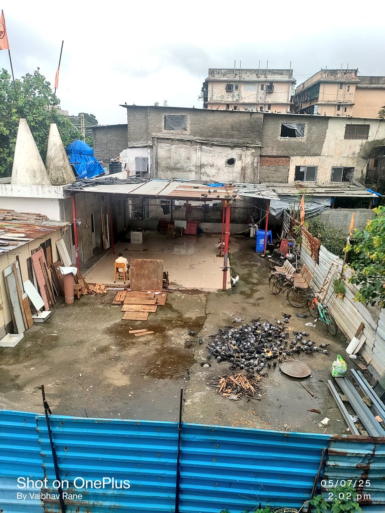 vRane4U's tweet photo. @mybmc @mybmcWardHW , Request you to stop this Pigeon feeding &amp; Pigeon Shelter, remove it completely from Siddhi Shiv &amp; Chamunda Mandir Area behind Sai Durga SRA F Wing, Behind Transcon, in Khotwadi Santacruz West. This is a serious threat to Health of Public and Bld Construction https://t.co/sK6Boj4E9u