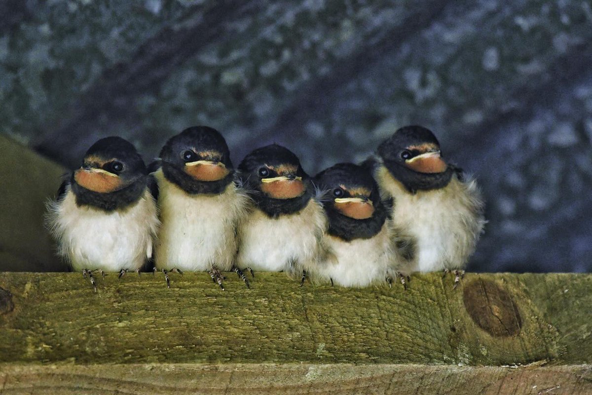 Anthony Robson (no longer in Edinburgh!) tweet media