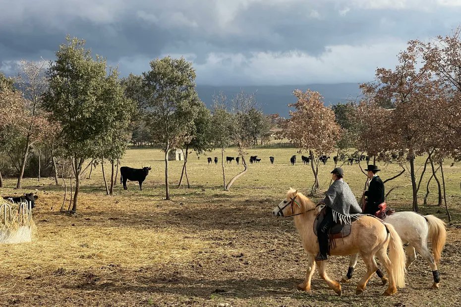 Clément, 31 ans, a changé de vie pour créer la première manade de Vaucluse. Il est le gardien d'une cinquantaine de taureaux en Camargue, un rêve d'enfant. france3-regions.franceinfo.fr/provence-alpes…