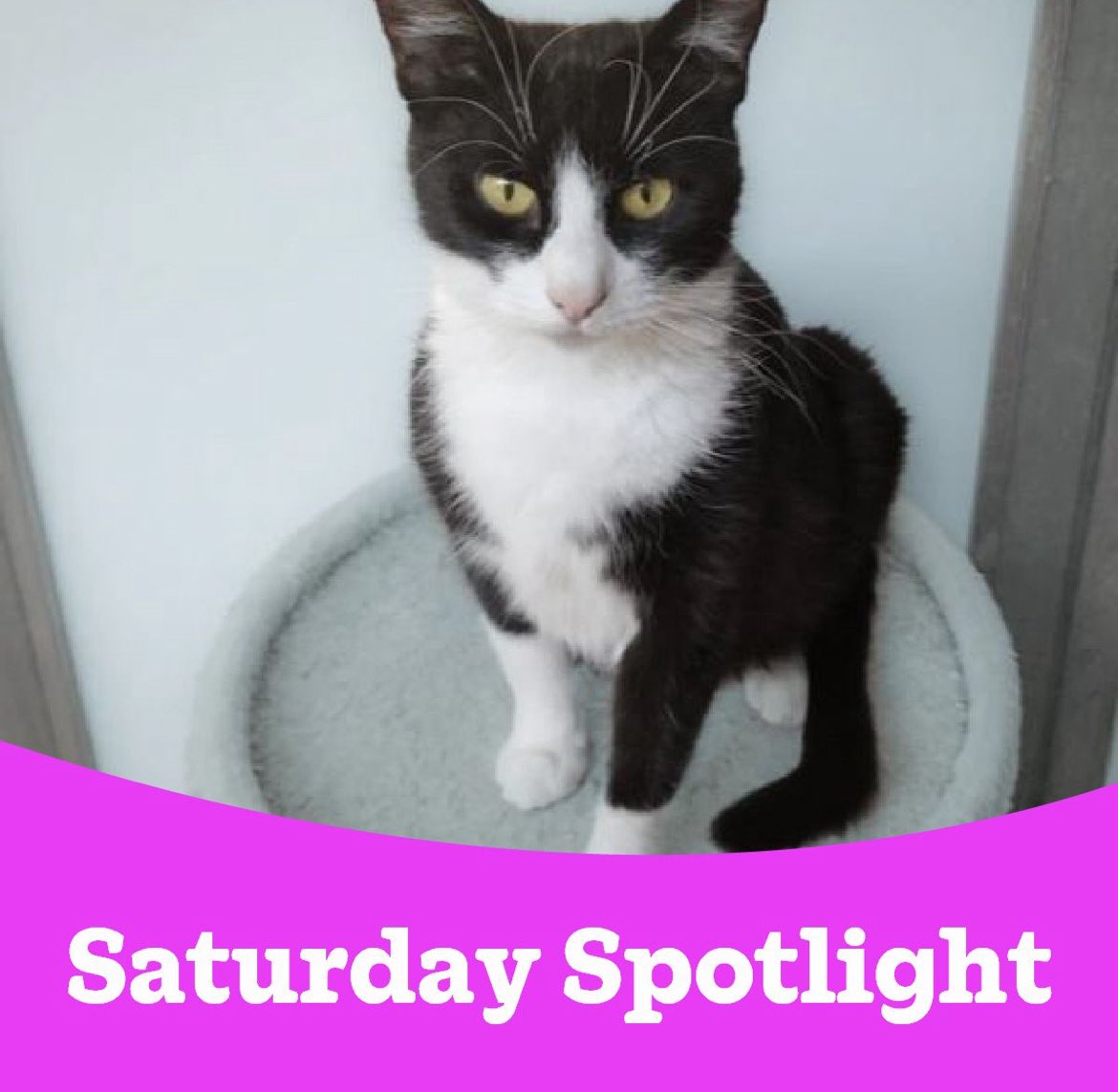 🔦 #SaturdaySpotlight, shining a light on #Asha 👇🏻 
cats.org.uk/forest-of-dean…

Please share <a href="/rickygervais/">Ricky Gervais</a> <a href="/JaneFallon/">Jane Fallon</a> <a href="/PeterEgan6/">Peter Egan</a> <a href="/RooIrvine/">Roo Irvine</a> <a href="/OwainWynEvans/">Owain Wyn Evans</a> #Caturday #Gloucester #AdoptDontShop #CatRescue #CatWelfare #CatsProtection #WhyWeDoWhatWeDo #HereForTheCats
