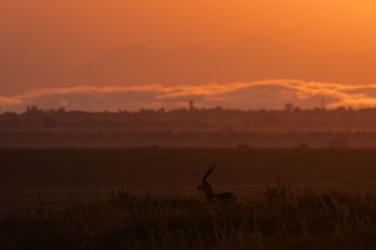 LewaConservancy's tweet image. Sunrise or sunset? At Lewa, both are an absolute spectacle. 🧡

📸Britt Mumma 

#Sunrise #Sunset #Travel #Lewa #Explore