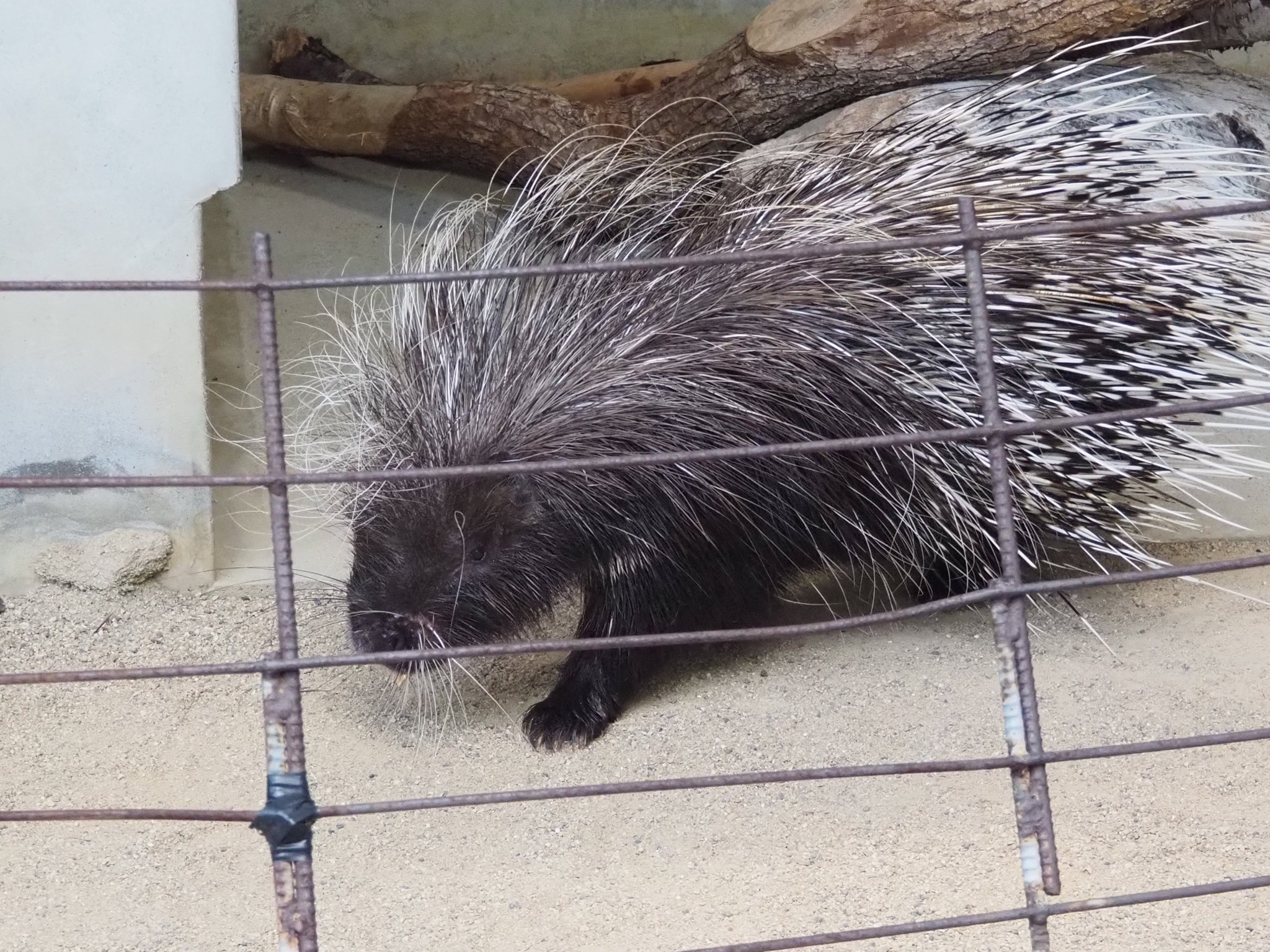 神戸市立王子動物園（公式） on X: 