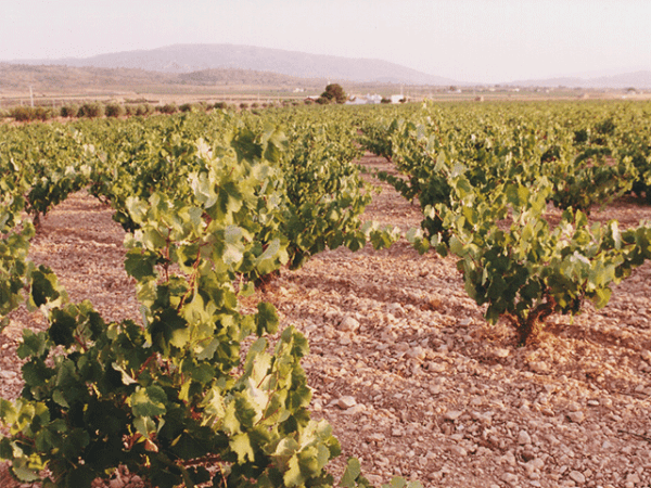 TurismoYecla's tweet photo. Calidad, ecología y artesanía.
🍇 Bodegas Evine es una bodega ecológica 100% , de elaboración artesana.
🔗 Más información: https://t.co/2JKDdjEWiW
#TurismoYecla #DOYecla #Monastrell https://t.co/0xYRWRdauD