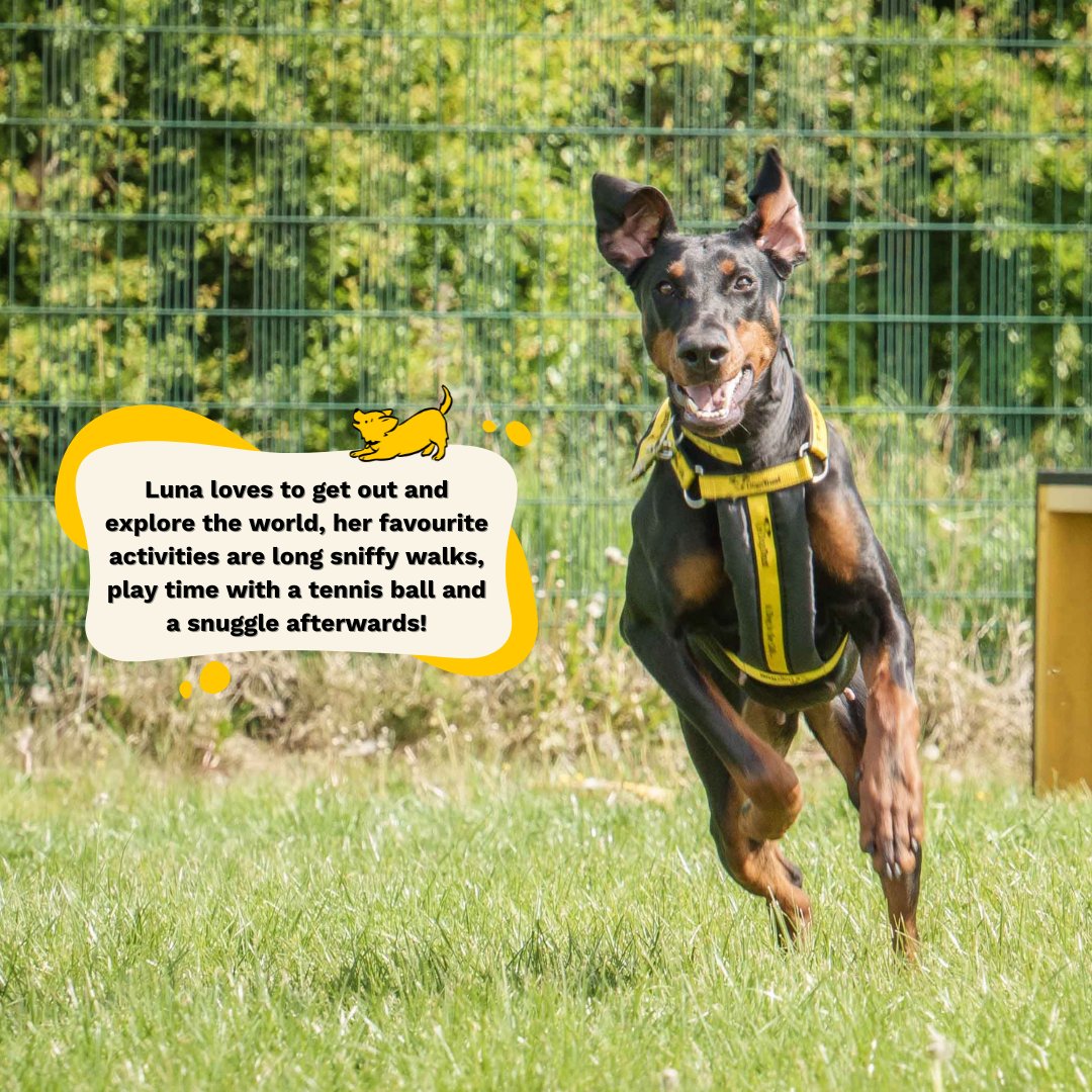 DT Loughborough (@dt_loughborough) on Twitter photo π Dog of the Week πβ£β£β£β£β£β£β£β£β£
Our #DogOfTheWeek is the lovely Luna!β£β£β£β£β£β£β£β£β£
Apply to Adopt by visiting our webiste π»β£ If you have an application with us, please do drop us an email stating your interest to loughboroughrehoming@dogstrust.org.uk βοΈβ£β£β£ π Dog of the Week πβ£β£β£β£β£β£β£β£β£
Our #DogOfTheWeek is the lovely Luna!β£β£β£β£β£β£β£β£β£
Apply to Adopt by visiting our webiste π»β£ If you have an application with us, please do drop us an email stating your interest to loughboroughrehoming@dogstrust.org.uk βοΈβ£β£β£