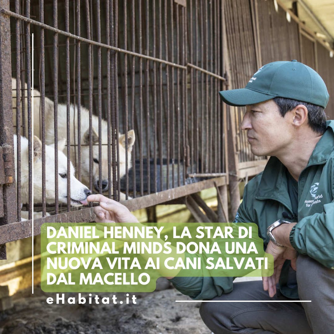 .@DanielHenney, la star di Criminal Minds dona una nuova vita ai cani salvati dal macello.

🐶❤️ Leggi l'articolo:

ehabitat.it/2025/07/05/dan…
.
.
.
<a href="/humaneworldorg/">Humane World for Animals</a> #DanielHenney #CriminalMinds #SalvaUnCane #DirittiAnimali #AdottaNonComprare